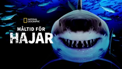 Måltid för hajar