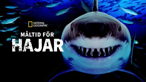 thumbnail - Måltid för hajar