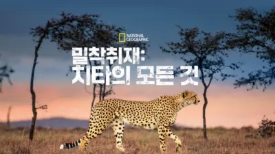 밀착취재: 치타의 모든 것