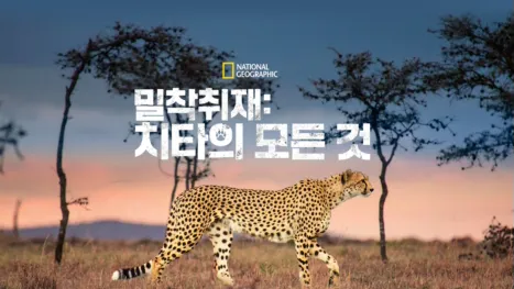 thumbnail - 밀착취재: 치타의 모든 것