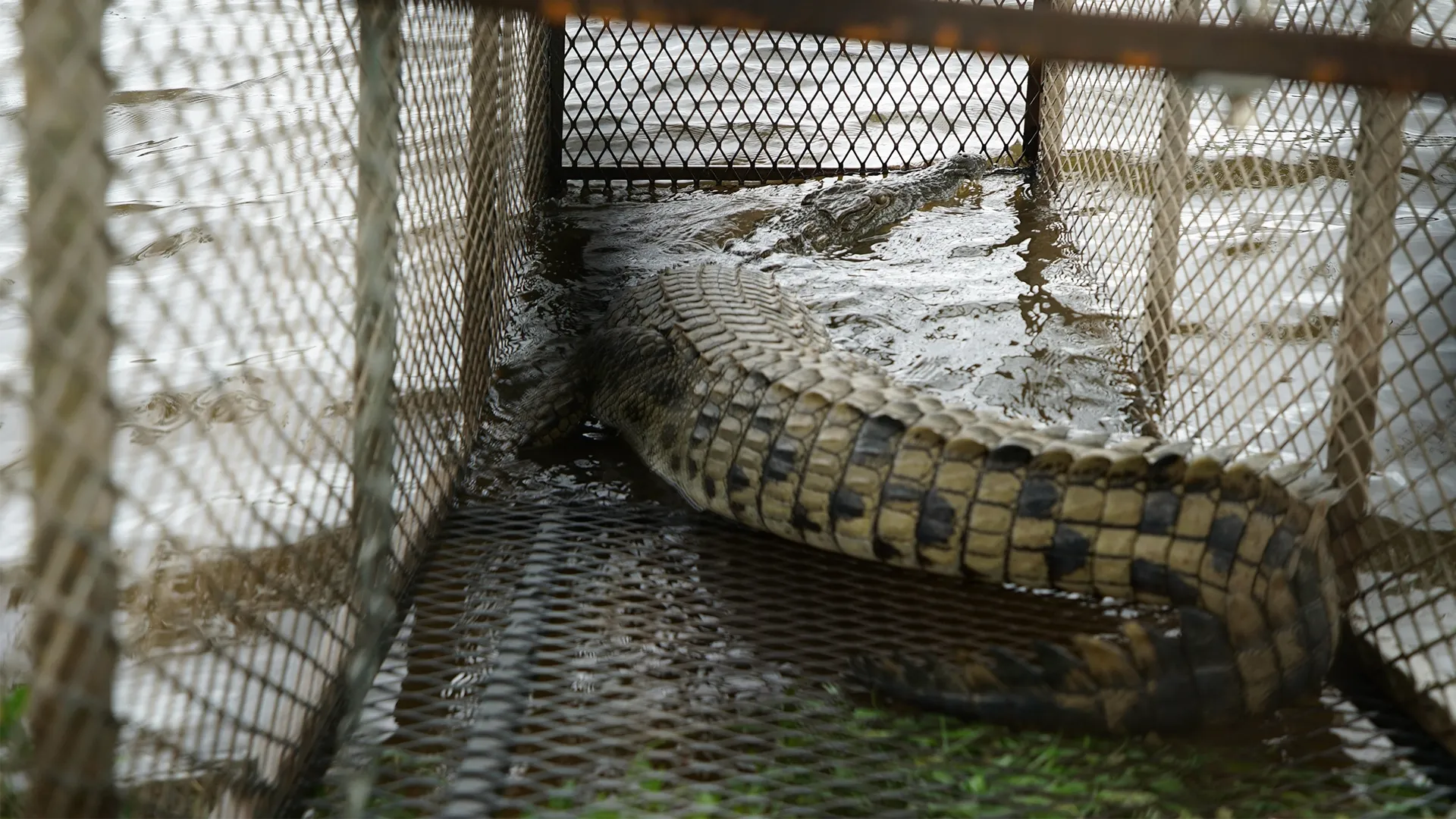 thumbnail - S8:E3 Cobras to Crocs