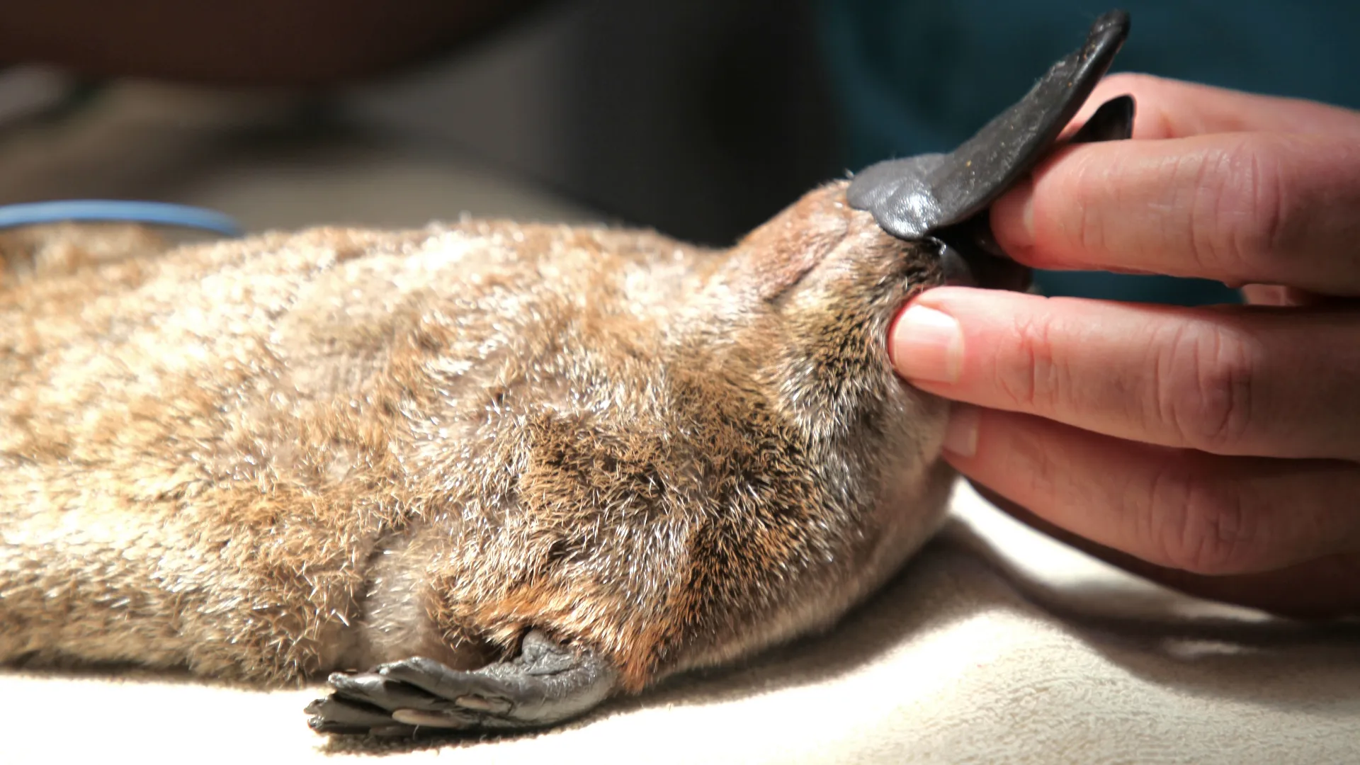 thumbnail - S2:E15 Platypus Emergency