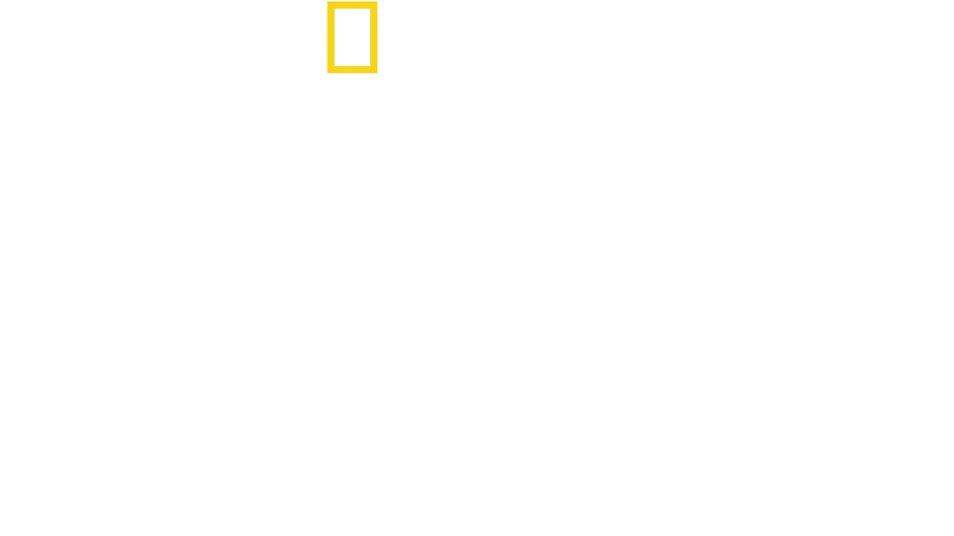 Dolphins Up Close with Bertie Gregory