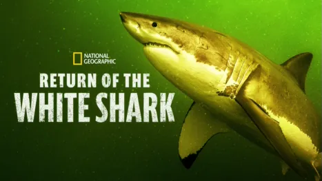 thumbnail - Return of the White Shark