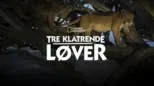thumbnail - Tre klatrende løver