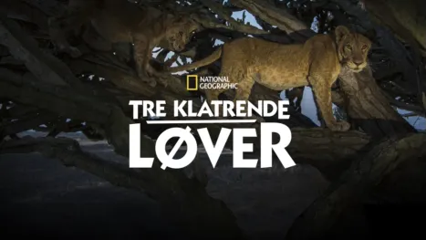 thumbnail - Tre klatrende løver