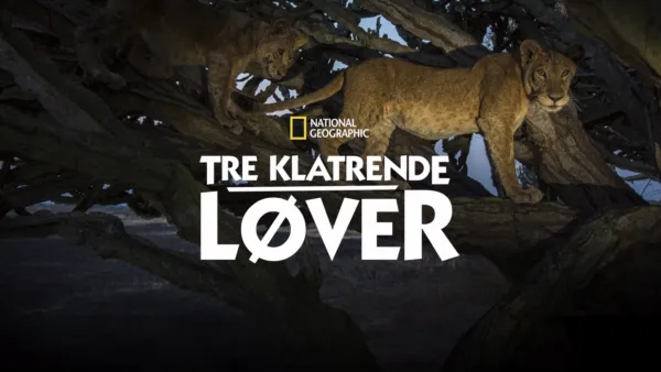 thumbnail - Tre klatrende løver