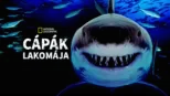 thumbnail - Cápák lakomája