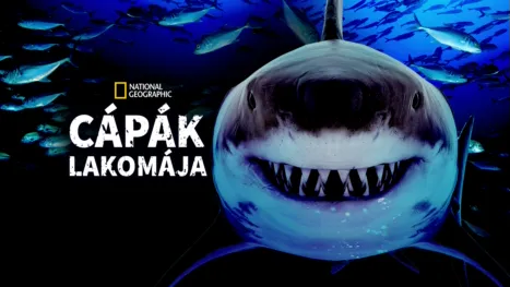 thumbnail - Cápák lakomája