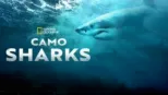 thumbnail - Camo Sharks