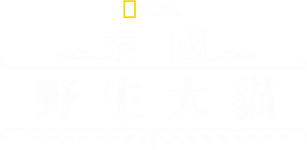 泰國野生大貓