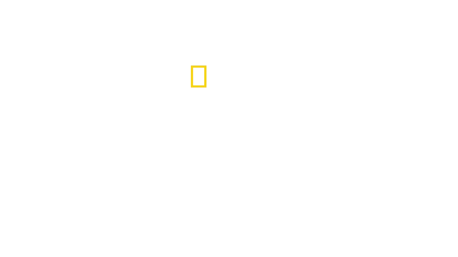 Ballenas vs tiburones: Sin límites