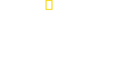 아프리카의 맹수