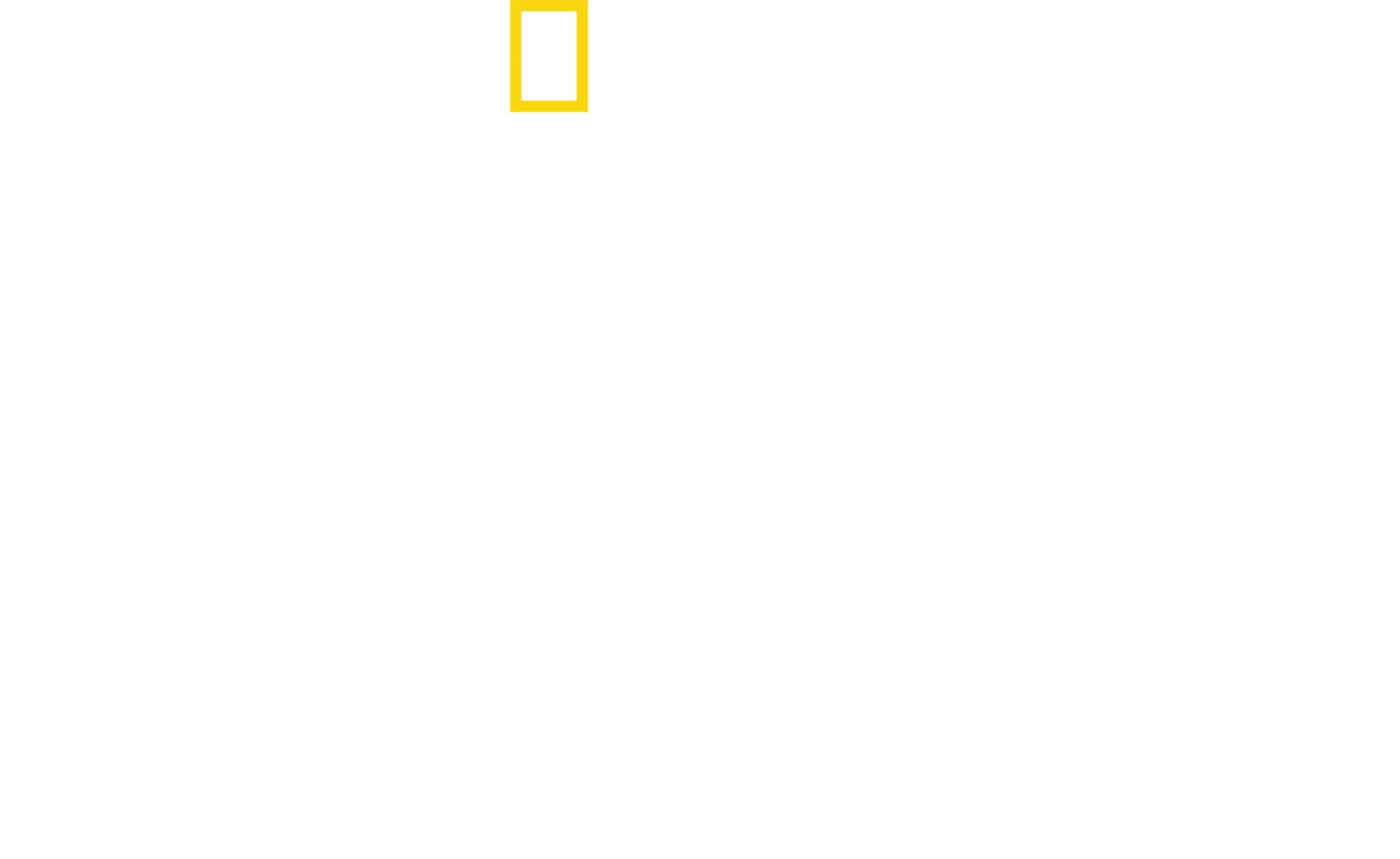 아프리카의 맹수