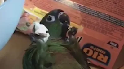 thumbnail - S2:E11 The Parrot Trap