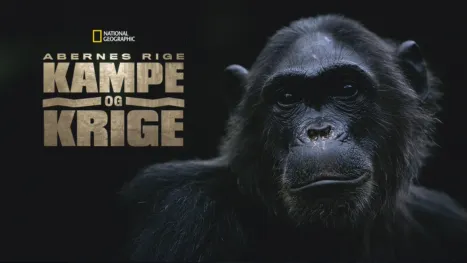 thumbnail - Abernes rige: Kampe og krige