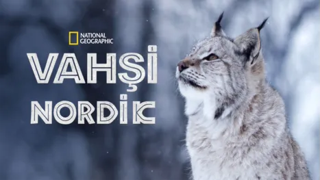 thumbnail - Vahşi Nordik