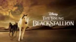 thumbnail - YOUNG BLACK STALLION, THE