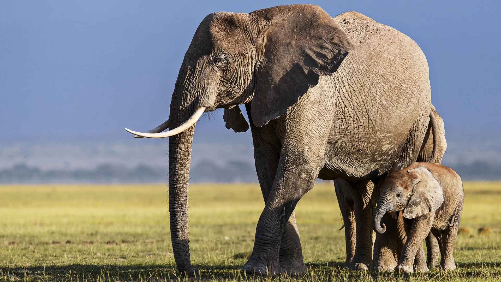 thumbnail - S1:E4 Savanna Queens