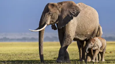 thumbnail - S1:E4 Savanna Queens