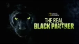 thumbnail - The Real Black Panther