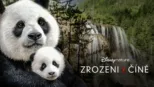 thumbnail - Zrozeni v Číně