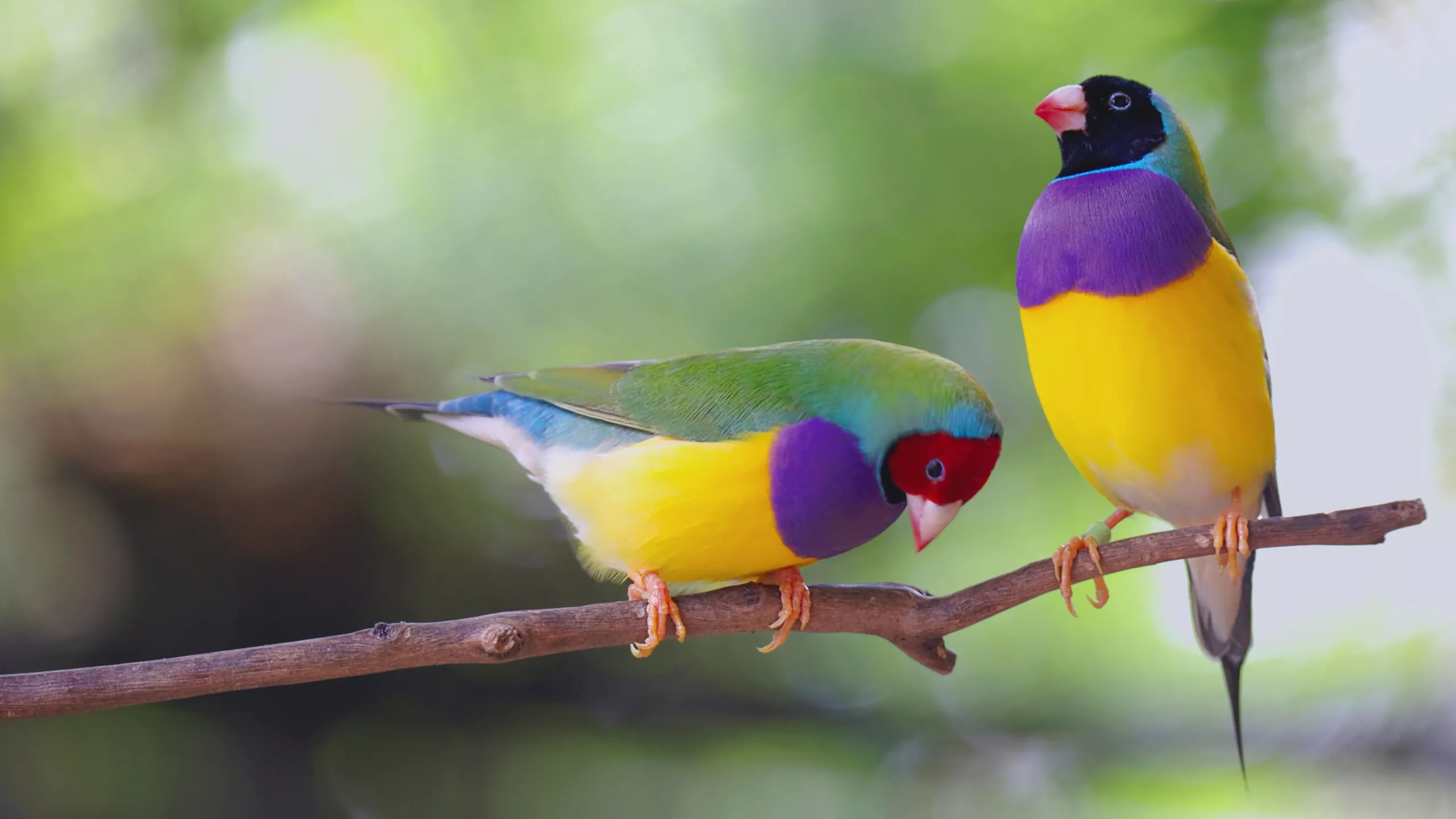 Animals, They're Just Like Us!