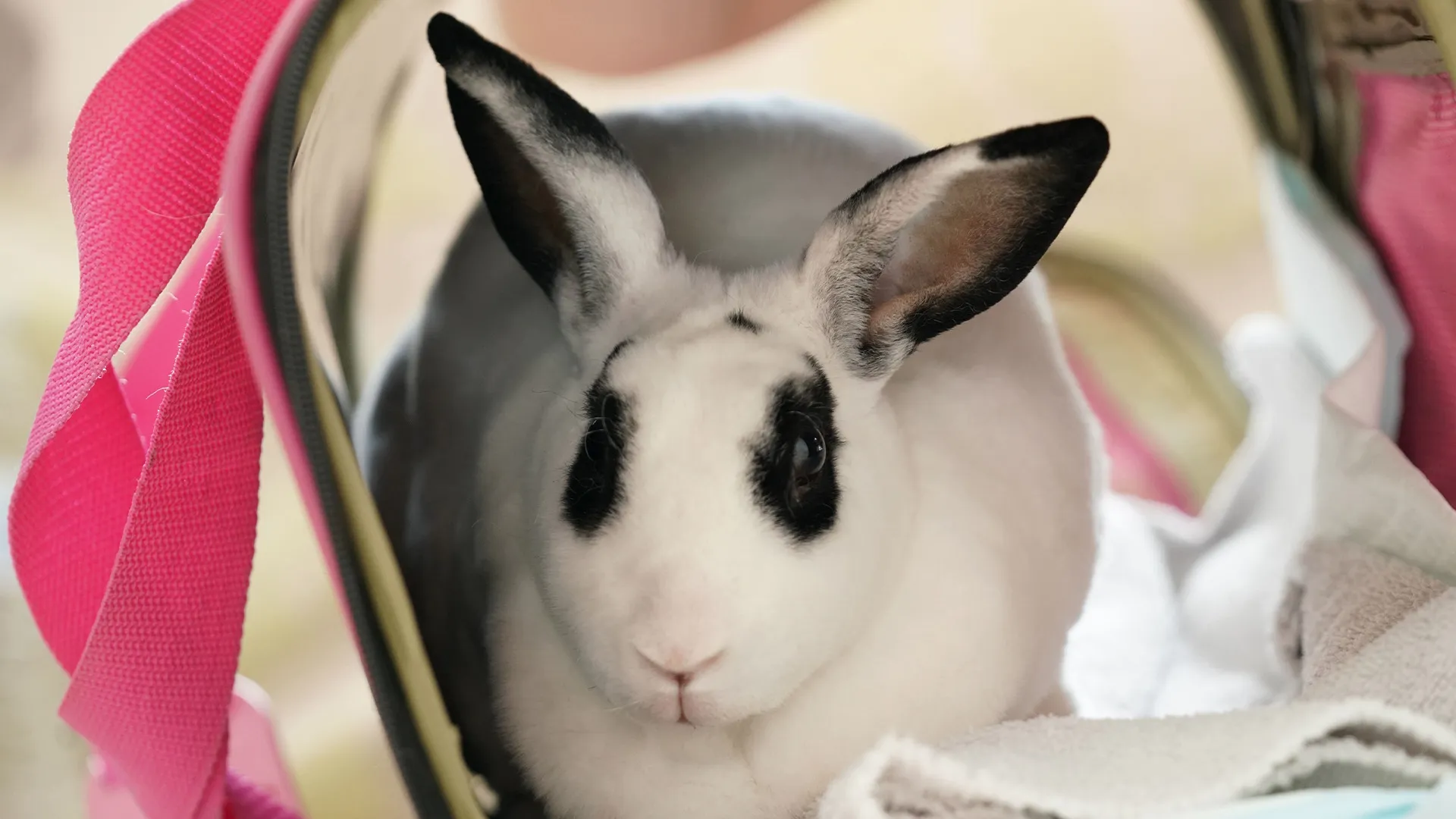 thumbnail - S9:E6 Band Of Bunnies