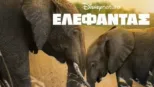 thumbnail - Ελέφαντας