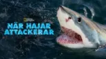 thumbnail - När hajar attackerar