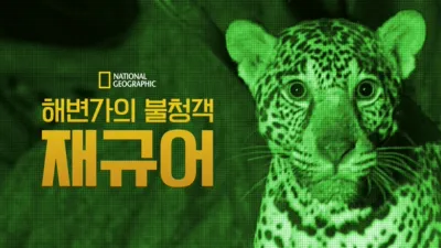 thumbnail - 해변가의 불청객, 재규어