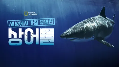 thumbnail - 세상에서 가장 유명한 상어들