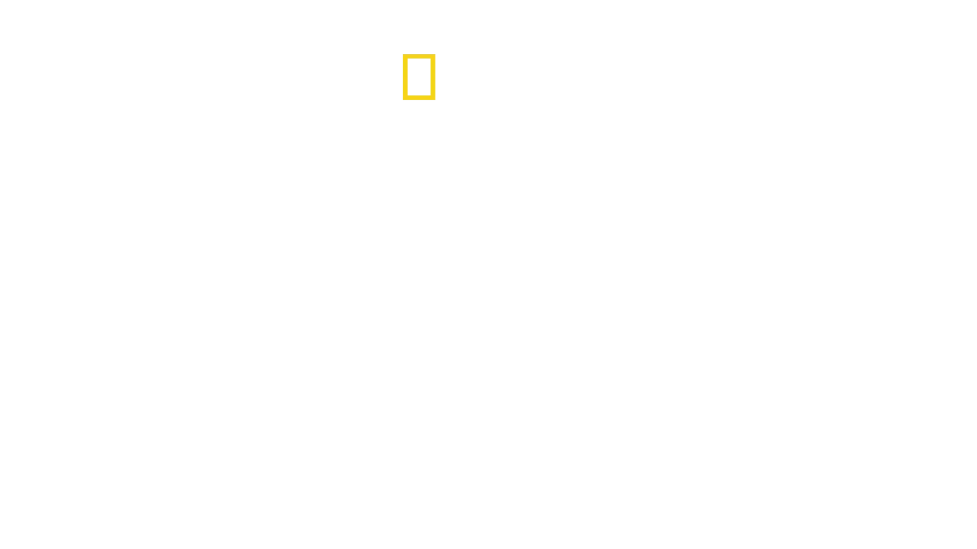 El regreso de la pantera longibanda