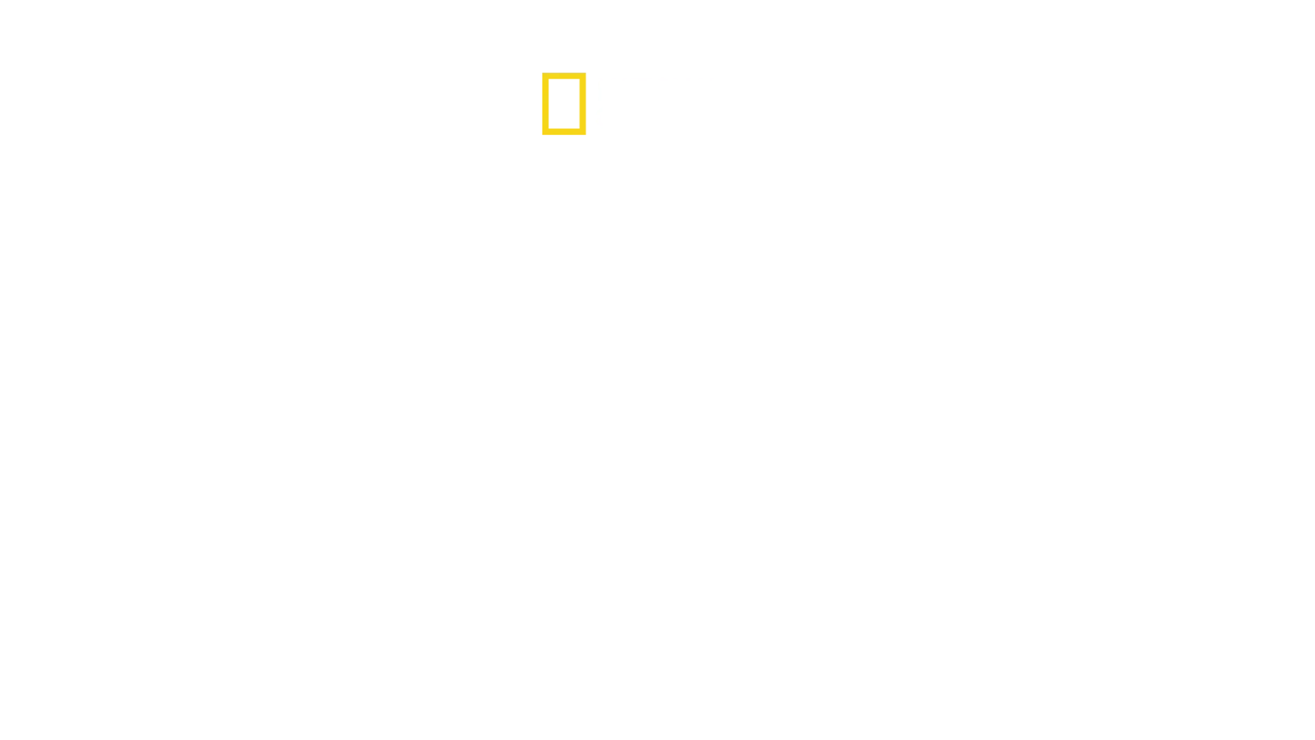 El regreso de la pantera longibanda