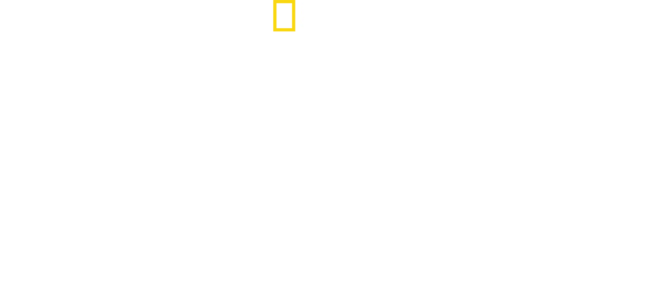 El regreso de la pantera longibanda