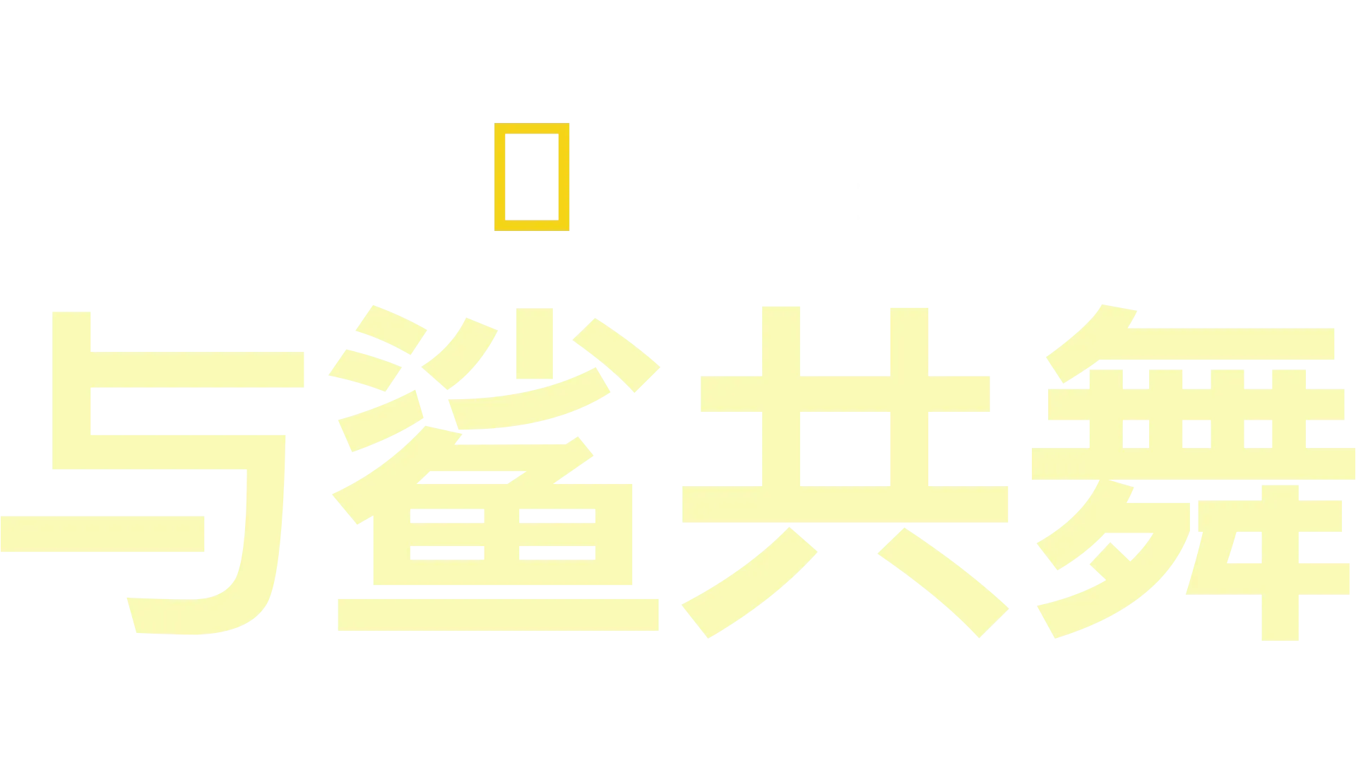 与鲨共舞