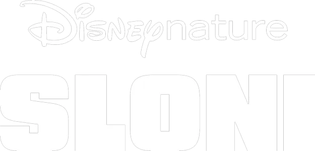 Sloni
