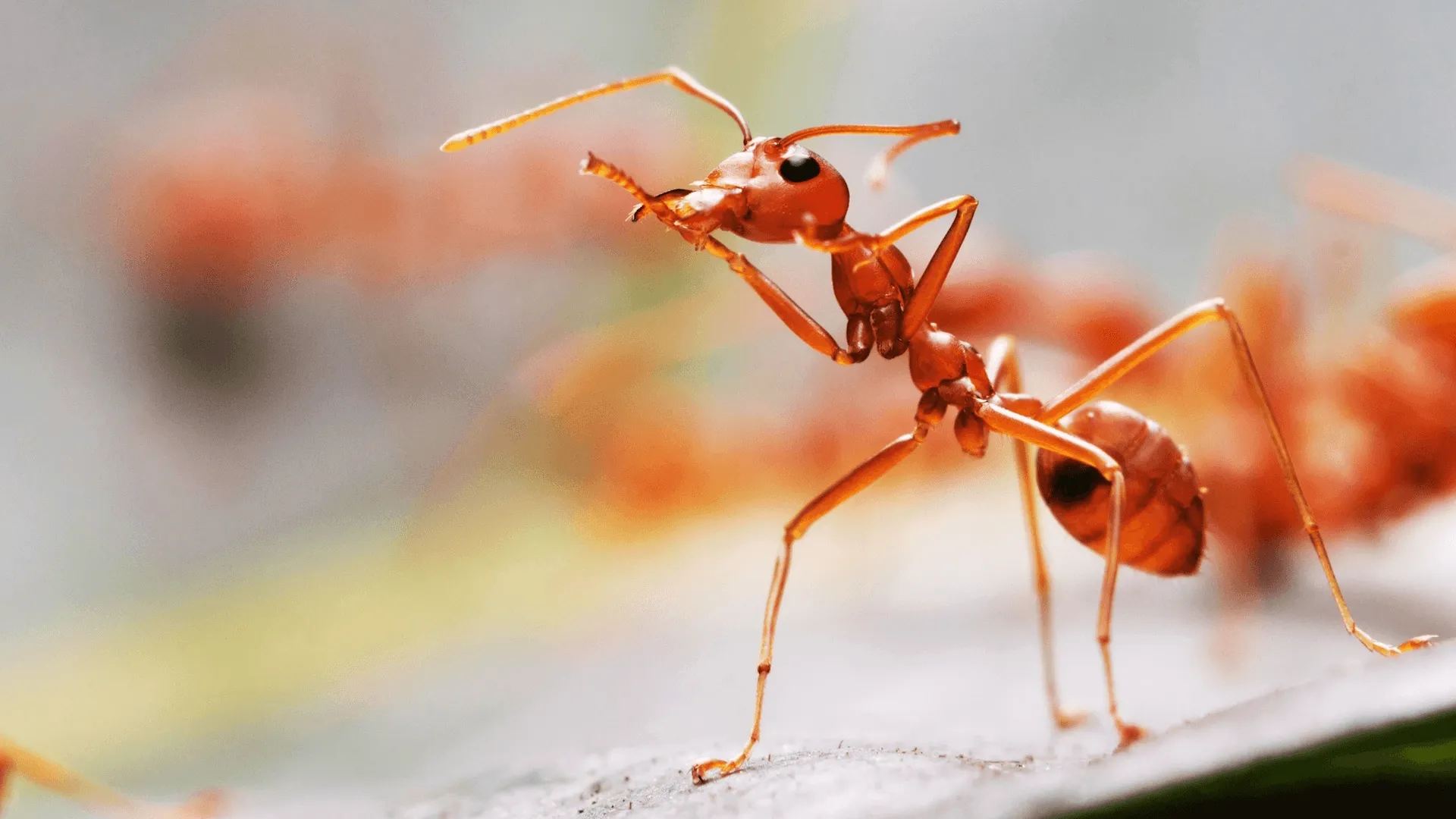 thumbnail - S1:E1 Elephant vs. Ant: Battle for the Strongest