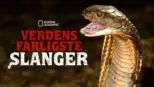 thumbnail - Verdens farligste slanger