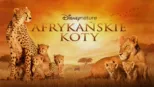 thumbnail - Afrykańskie koty