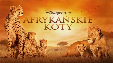 thumbnail - Afrykańskie koty