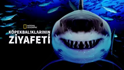 Köpekbalıklarının Ziyafeti