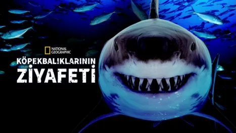 thumbnail - Köpekbalıklarının Ziyafeti