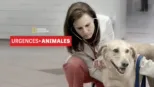 thumbnail - Urgences animales