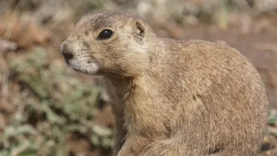 thumbnail - S1:E7 The Little Rascal