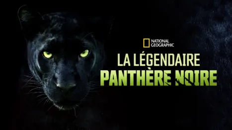 thumbnail - La légendaire panthère noire