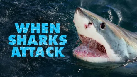 thumbnail - When Sharks Attack