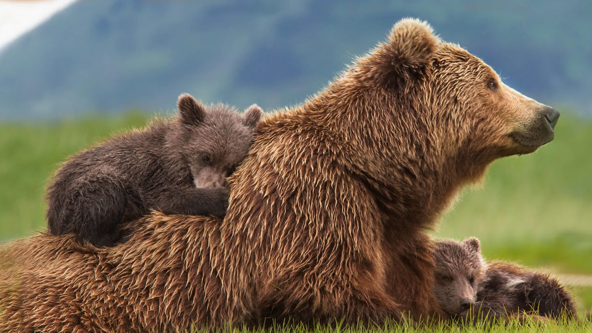 BEARS