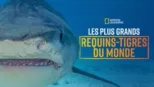 thumbnail - Les requins-tigres géants