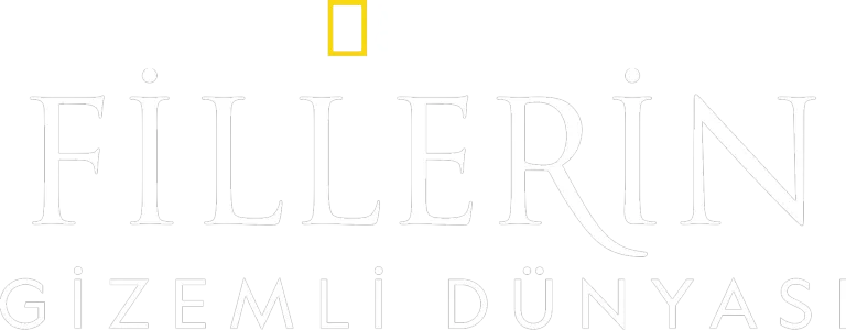Fillerin Gizemli Dünyası